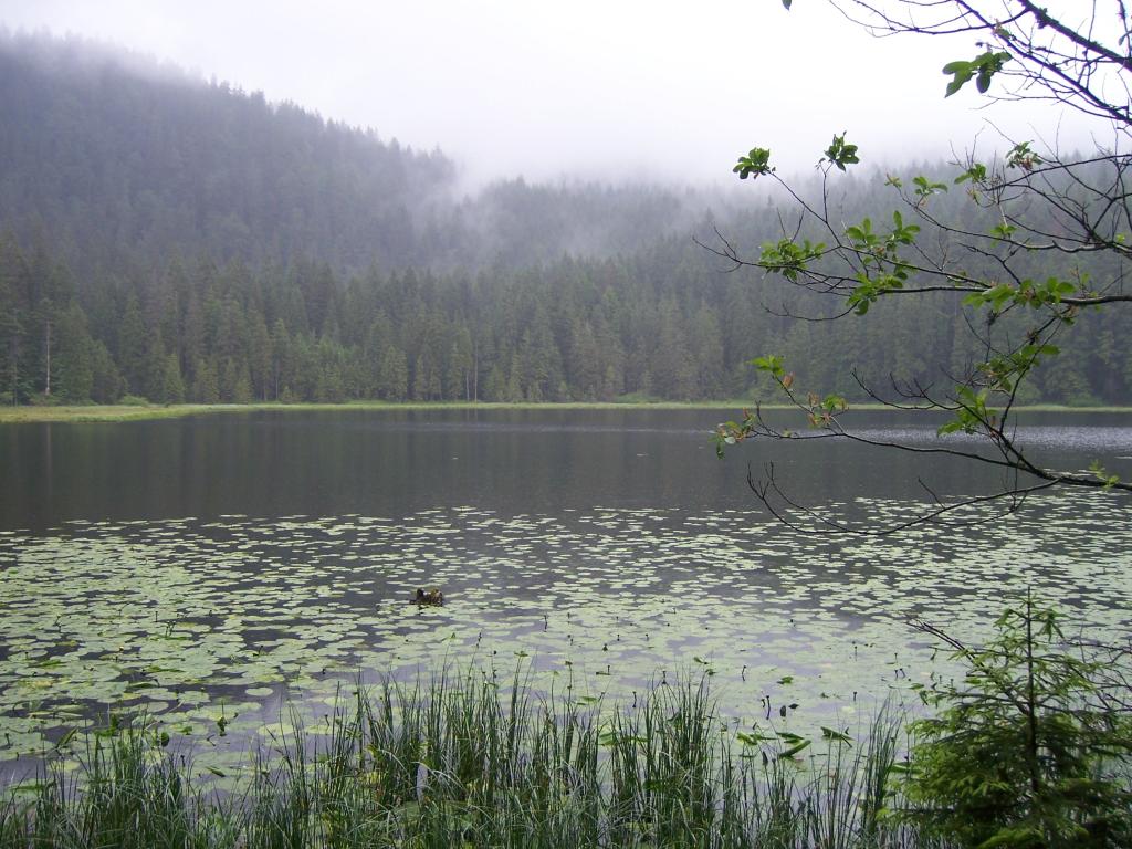 Blick über den Arbersee